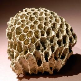 Os fósseis de corais (Cnidários)