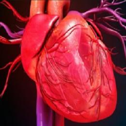  Cardiomegalia - coração grande - por que ele cresce?