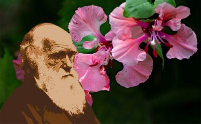 Novo estudo resolve o mistério da flor que deixou Charles Darwin perplexo