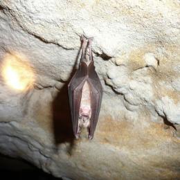 Espécies ameaçadas de extinção: Morcego-de-ferradura-grande