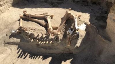 Novo estudo revela verdadeira datação de esqueleto de cavalo descoberto em 2018
