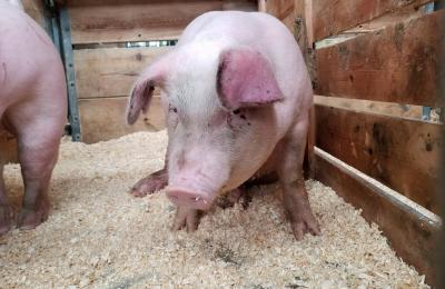 Com queda nas vendas de smartphones, Huawei se concentra em criação de porcos