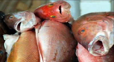 Síndrome de Haff: mulheres são infectadas no Recife por doença causada pela toxina do peixe
