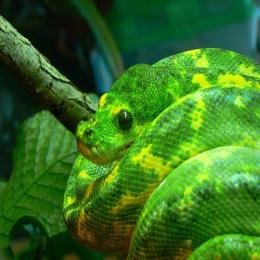 As serpentes da família Pythonidae: as cobras pítons