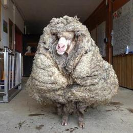 É assim que uma ovelha se parece após cinco anos sem tosar