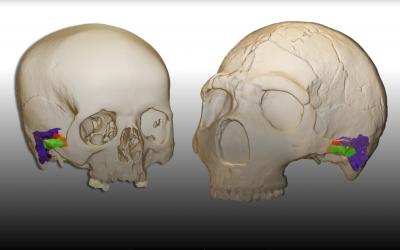 Neandertais conseguiam discernir e produzir a fala humana