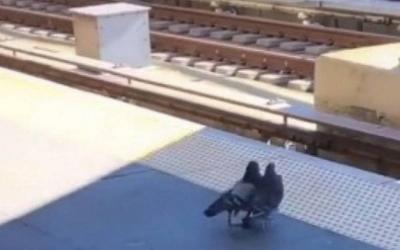 Vídeo: dois pombos derrubam um terceiro nos trilhos do metrô | Mundo e Ciência | O DIA