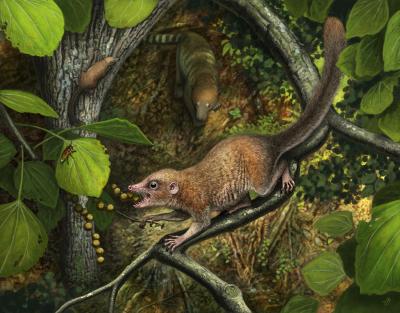 Novos fósseis ajudam a reconstruir avô de todos os primatas – Darwin e Deus