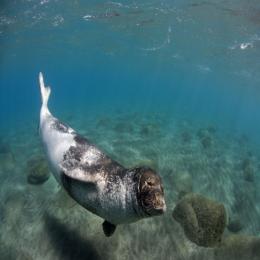 Espécies ameaçadas de extinção: foca-monge-do-mediterrâneo
