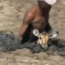 Homem resgata cervo preso em lago de lama
