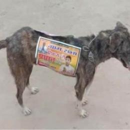 Candidatos na Índia estão usando cães de ruas como outdoors ambulantes