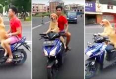 Cachorro leva o seu dono pra da uma volta de Scooter