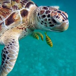 Espécies ameaçadas de extinção: tartaruga-marinha-comum