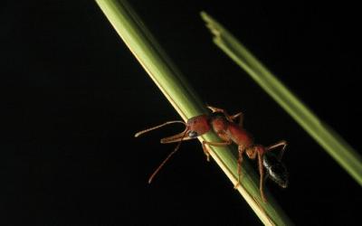 Esta espécie de formiga é capaz de encolher e regenerar o próprio cérebro
