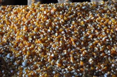 ‘Preço do milho deve permanecer acima dos R$ 90 mesmo com a entrada da 2ª safra’
