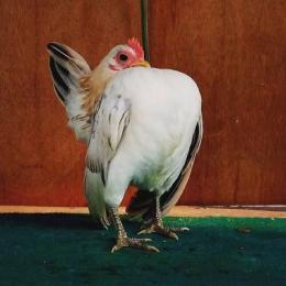 A menor raça de galinhas do mundo e o bizarro concurso de beleza