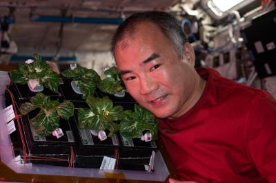 Astronautas da ISS plantam mostarda e acelga chinesa no espaço