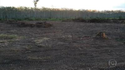 Equipe do JN flagra máquinas derrubando a floresta no Pará