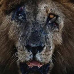O leão mais famoso do mundo, morre aos 14 anos