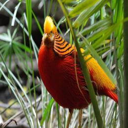 Os Galliformes: galináceos de formas e cores exuberantes
