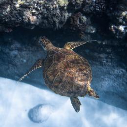 Espécies ameaçadas de extinção: tartaruga-verde