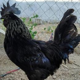 Raça indiana de frango com pele preta e carne escura