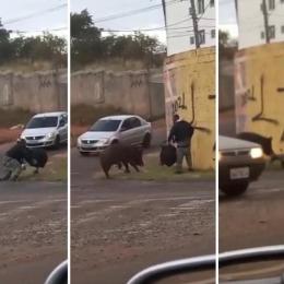 Porco derruba e morde motoboy durante entrega em São Paulo