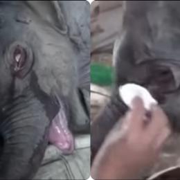 Bebê elefante chora horas depois da rejeição da mãe