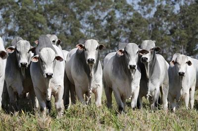 Empresa chinesa fará monitoria de gado brasileiro com sensores na cabeça, acredite se quiser