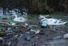 Cisnes nadam no lixo em busca de comida na Inglaterra
