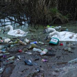 Cisnes nadam no lixo em busca de comida na Inglaterra