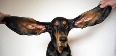Cão orelhudo e onda gigante de Maya: Os novos recordes do Guinness Book
