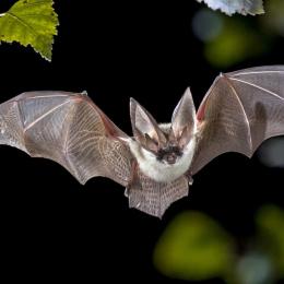 Cientistas planejaram infectar morcegos com coronavírus