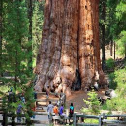 Gigantes da natureza: conheça as mais altas e robustas árvores do mundo