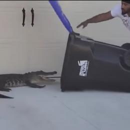 Homem pega um crocodilo com uma lata de lixo e se torna viral