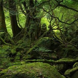 Conheça a WWW, a rede de raízes, fungos e bactérias que interliga as plantas nas florestas