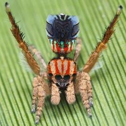 Maratus: Aranhas adoráveis são descobertas na Austrália
