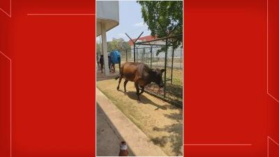 VÍDEO: vaca entra em área de posto de saúde durante vacinação contra Covid no DF