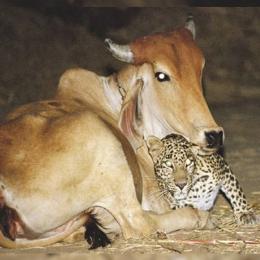 A surpreendente história de amor entre uma vaca e um leopardo