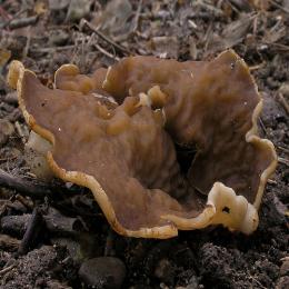 O cogumelo-copo-estriada comestível