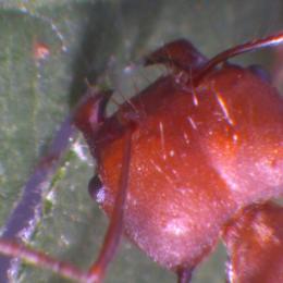 Imagens em escala atômica revelam que formigas usam zinco para afiar seus dentes