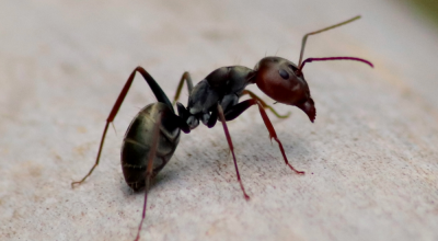 Cérebro humano diminuiu, e formigas ajudam a entender o motivo