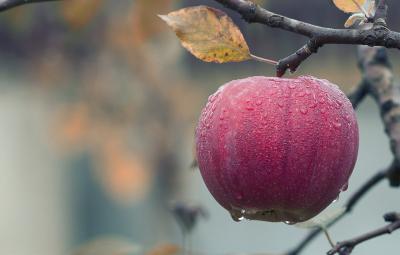 Sua saúde agradece: os benefícios de consumir maçã diariamente