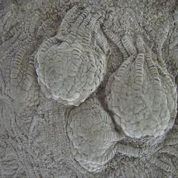 Os fósseis de equinodermos: Crinoides