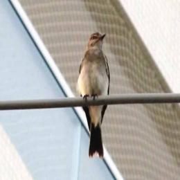 Aves novas e reconfirmadas de Bertioga, um catálogo de uma esquecido coleção de aves