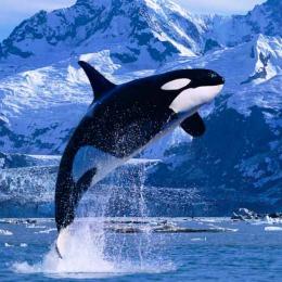 Baleias assassinas invadem o ártico recém-derretido