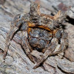 A aranha-casca-de-árvore