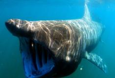 Tubarão gigante é filmado por turistas