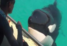 Conheça Wilie - A baleia orca que imita sons humanos