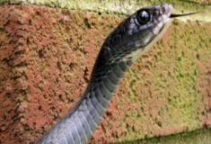 A cobra corredora-azul